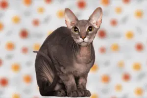 Biography of Donskoy breed