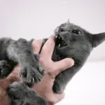 Why does my cat grab my hand and bite me?