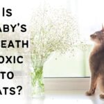 Is baby's breath toxic to cats