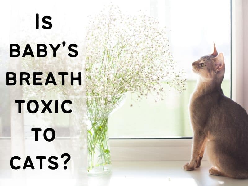 Is baby's breath toxic to cats