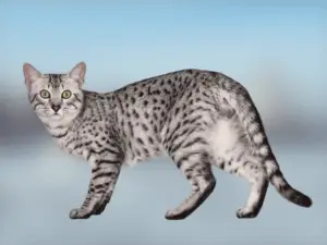 Egyptian Mau