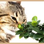 ARE BONSAI TREES POISONOUS TO CATS?