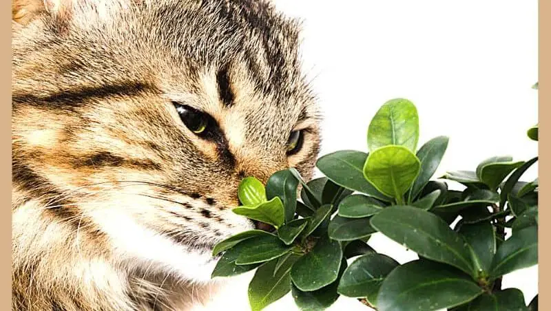 ARE BONSAI TREES POISONOUS TO CATS?