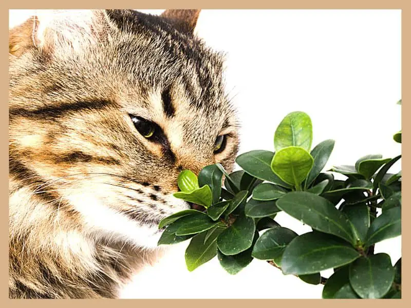 ARE BONSAI TREES POISONOUS TO CATS?