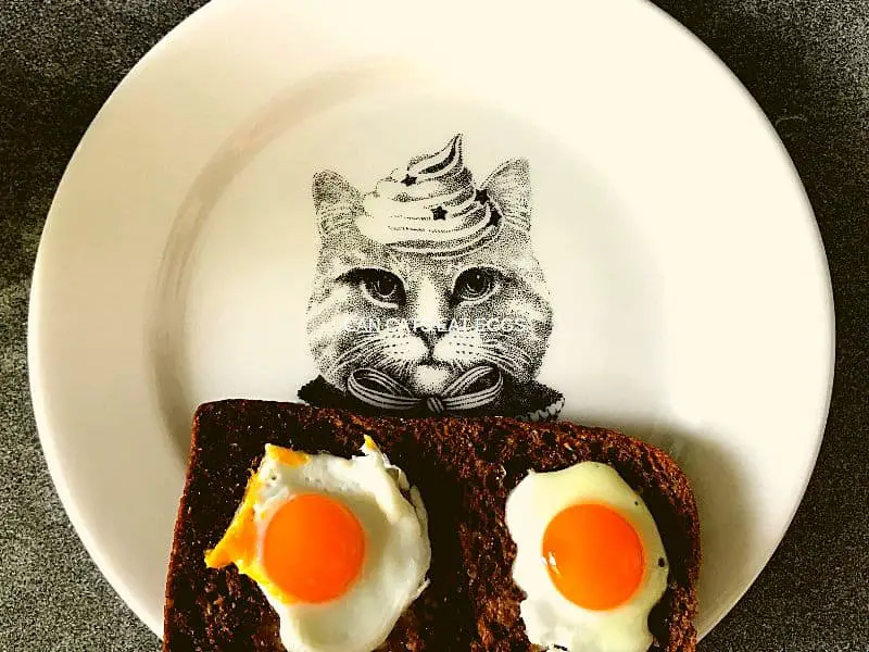 CAN CATS EAT EGGS