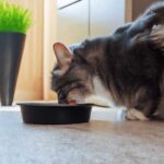 Can cats eat chicken broth?