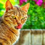 BEST CAT FOOD FOR GASSY CATS