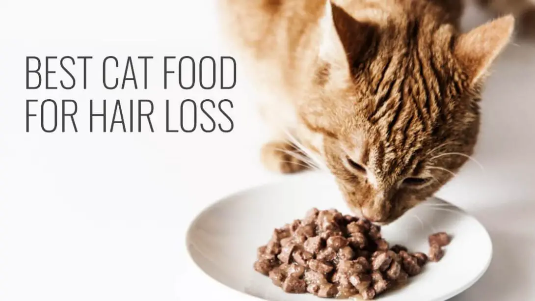 best-cat-food-for-hair-loss-revealed-breeds-of-cat