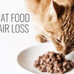 Best cat food for hair loss