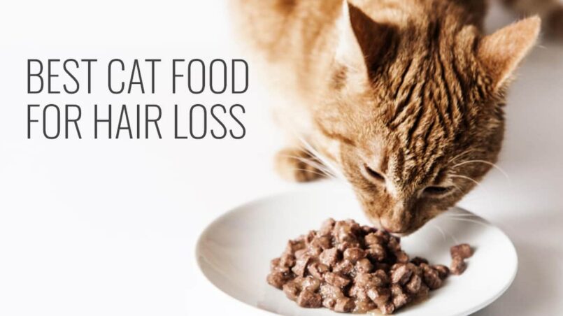 Best cat food for hair loss
