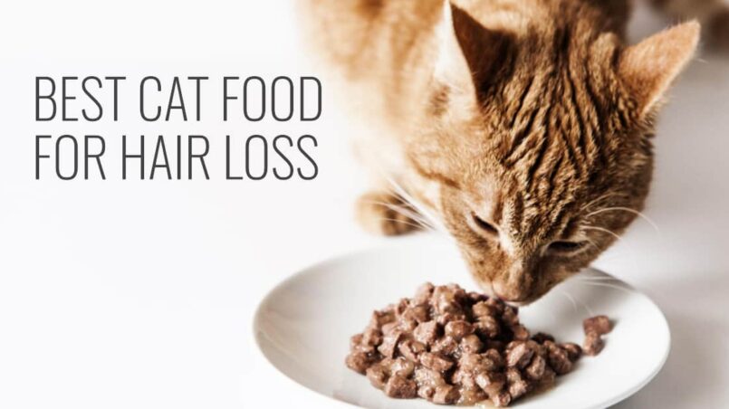 Best Cat Food For Hair Loss Revealed Breeds Of Cat
