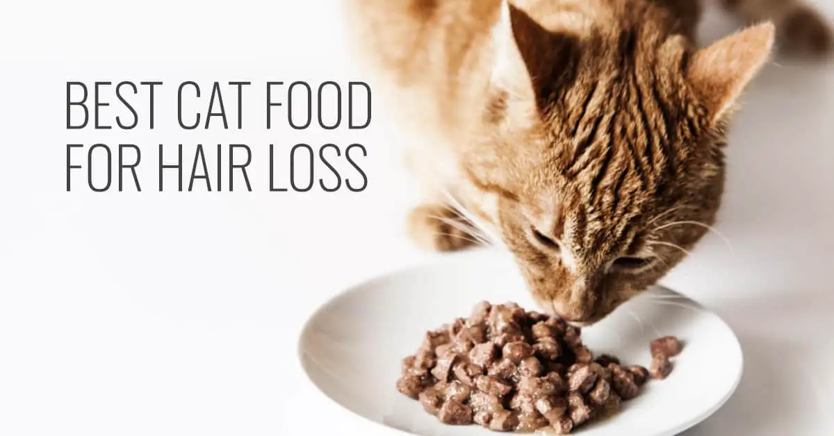 Best cat food for hair loss