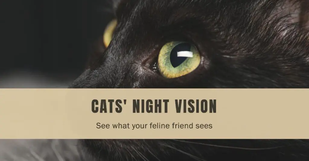 What Does a Cat Vision Look Like in the Dark? 