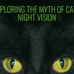 Can Cats See in the Dark?