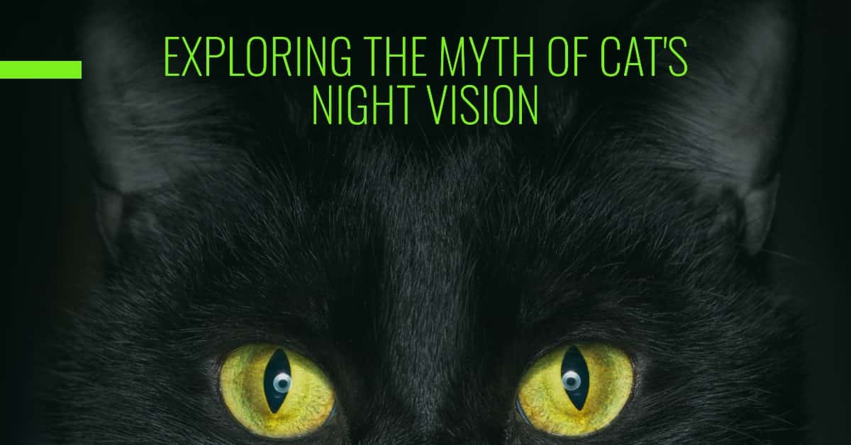 Can Cats See in the Dark?