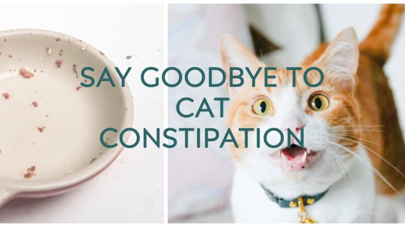 best dry cat food for constipated cat