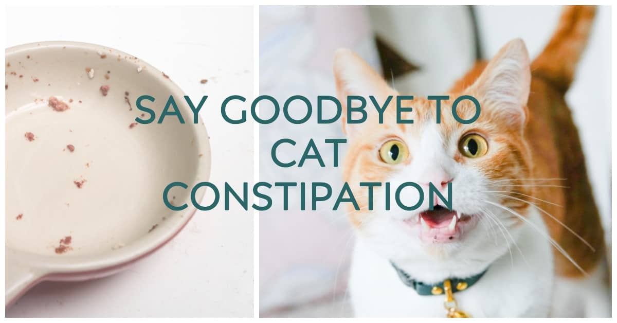 best dry cat food for constipated cat