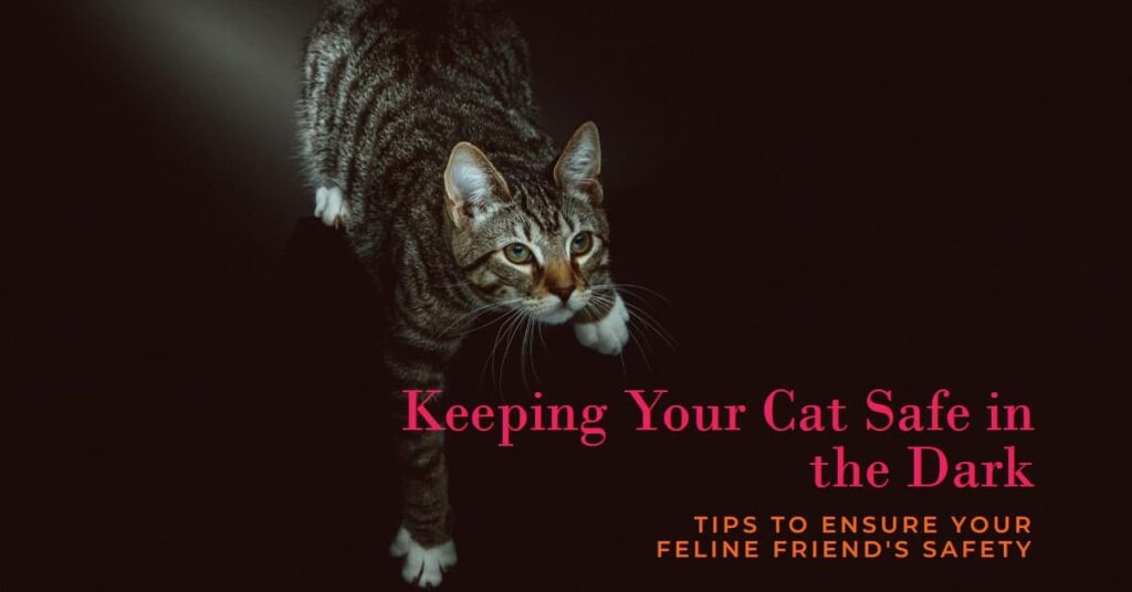 The Tips to Keep Your Cat Safe in Darkness