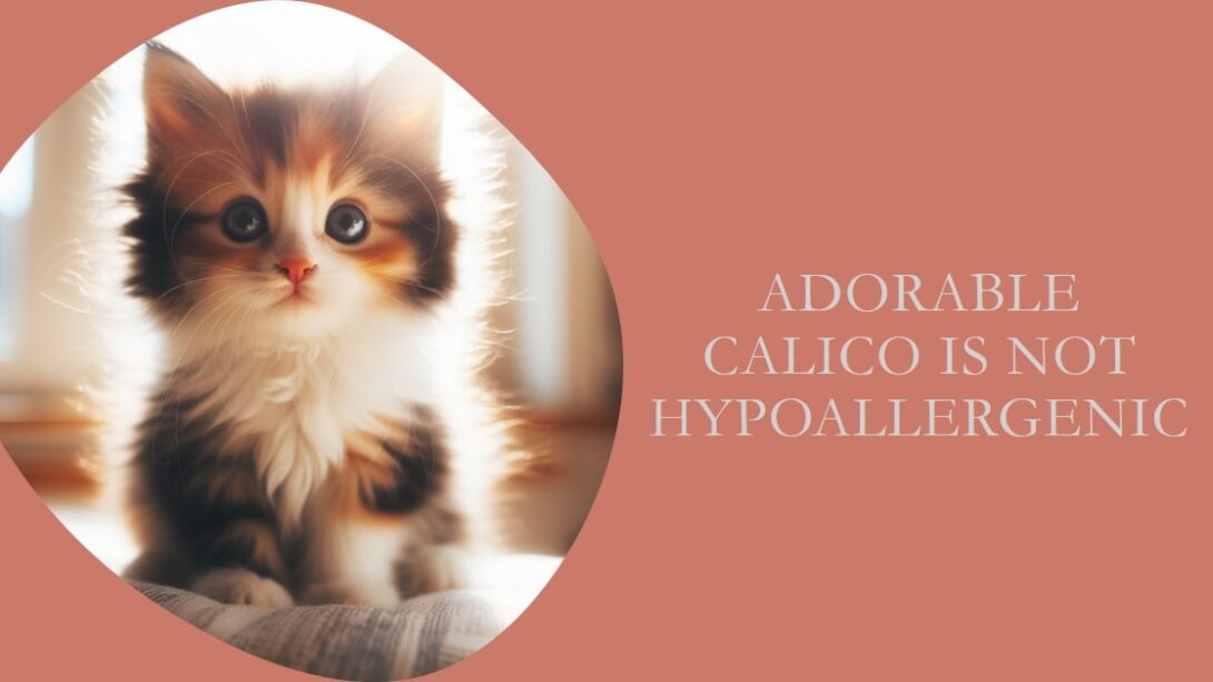 Are Calicos Hypoallergenic I Explore The Truth Breeds of Cat