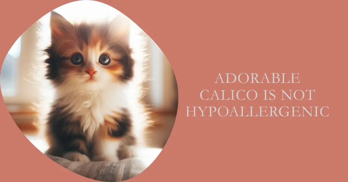 Are Calico Cats Hypoallergenic