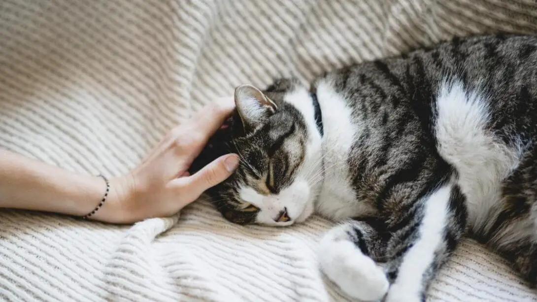 Can Cats Purr in Their Sleep Breeds of Cat