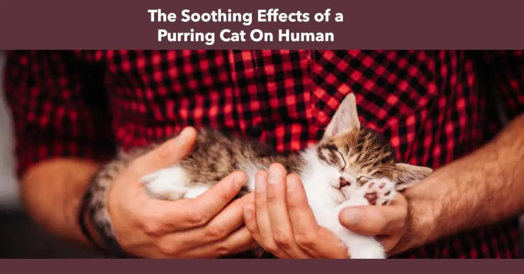 CAT PURRING EFFECTS ON HUMAN