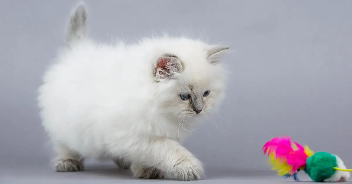 Top 5 Most Affectionate Cat Breeds