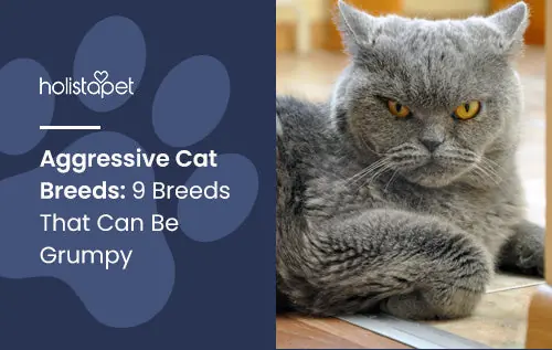 Aggressive Cat Breeds