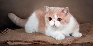 Breeds of Flat Faced Cats