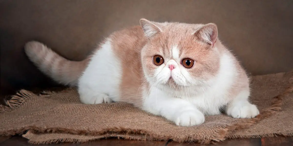 Breeds of Flat Faced Cats