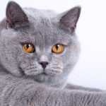 Cat Breeds That Dont Shed