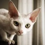 Cat Breeds With Big Eyes