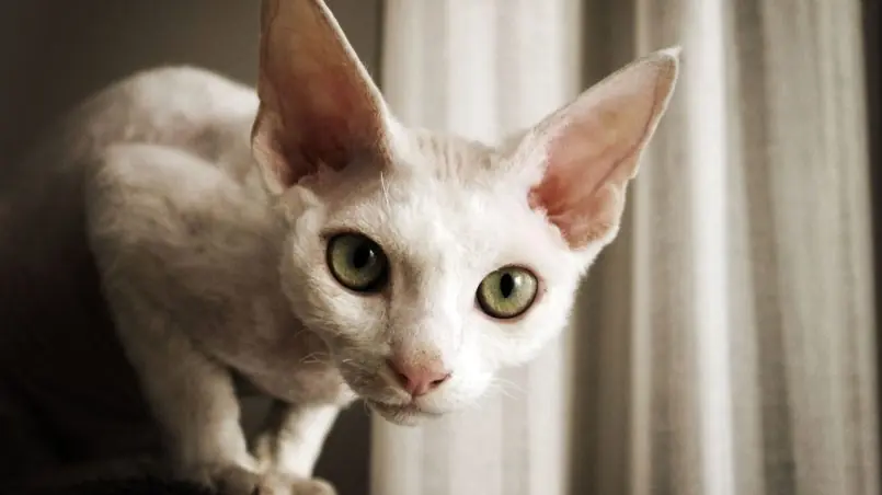 Cat Breeds With Big Eyes