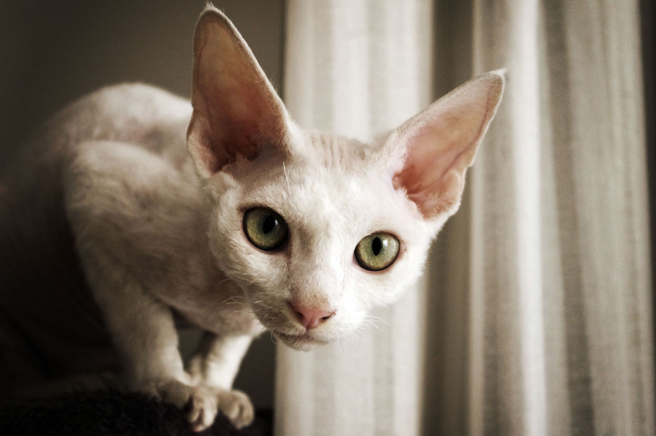 Cat Breeds With Big Eyes