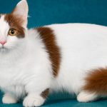 Cat Breeds With Short Legs