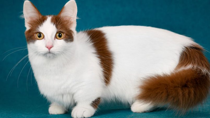 Cat Breeds With Short Legs