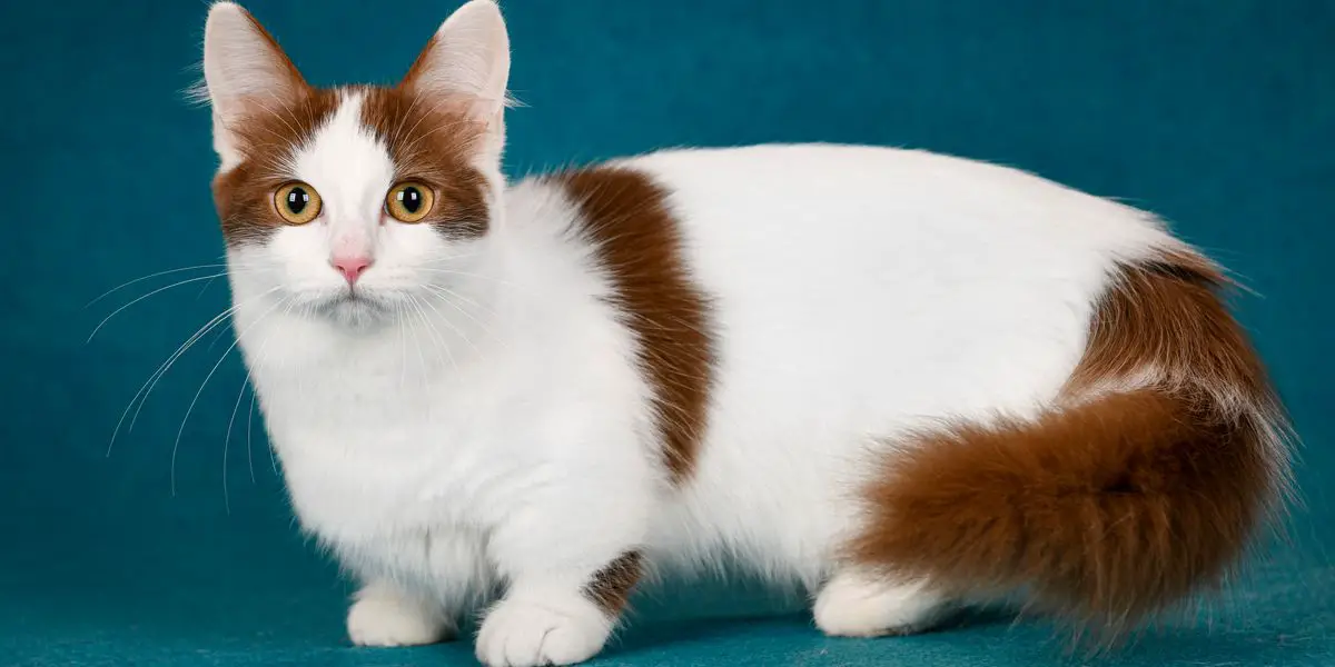 Cat Breeds With Short Legs