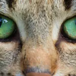 Green Eyed Cat Breeds