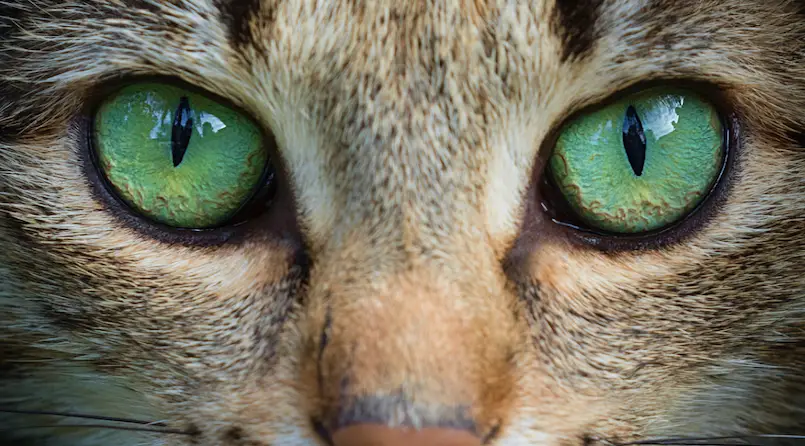 Green Eyed Cat Breeds