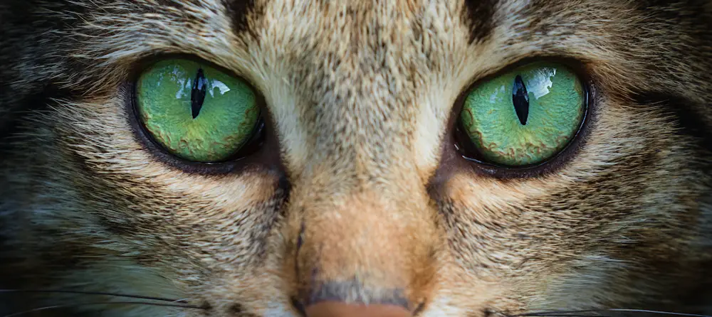 Green Eyed Cat Breeds: Discover the Most Enchanting Felines - Breeds of Cat