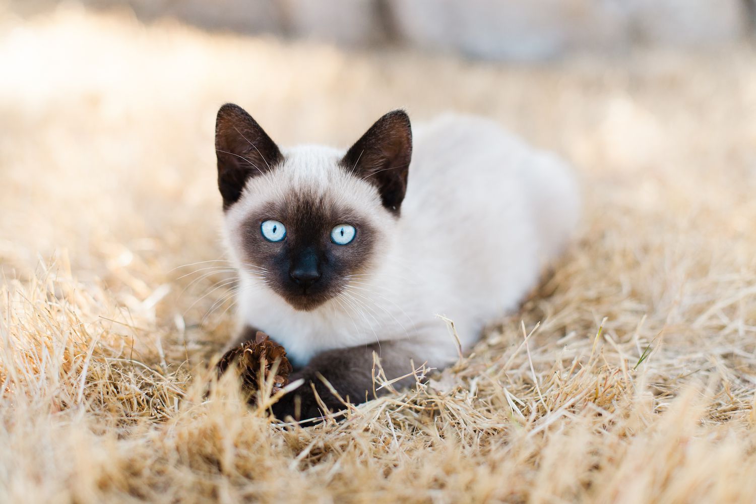 Longest Living Domestic Cat Breeds