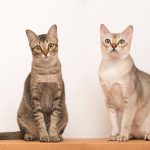 Singapore Cat Breeder