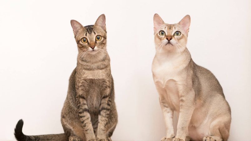 Singapore Cat Breeder