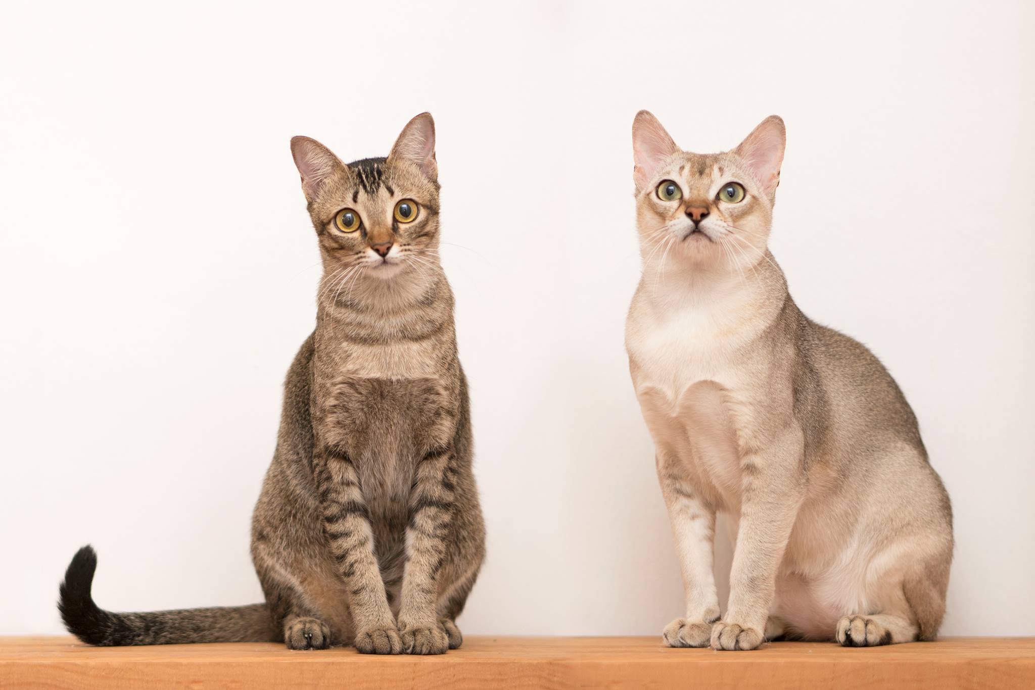 Singapore Cat Breeder