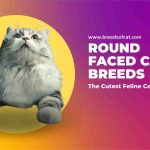 Round Faced Cat Breeds