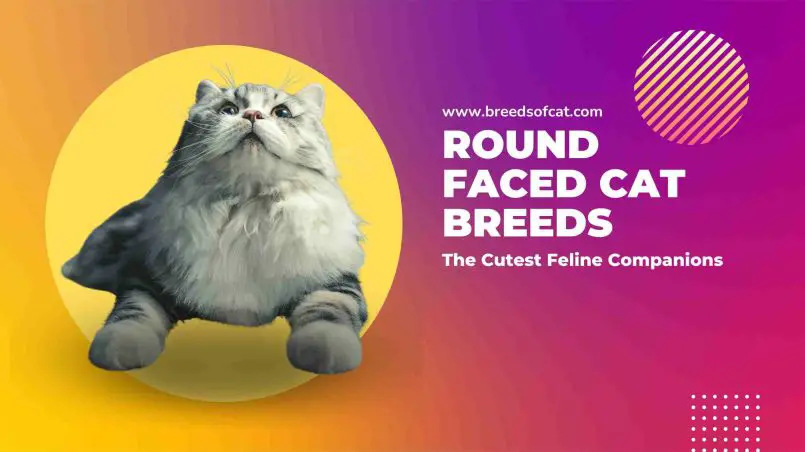 Round Faced Cat Breeds