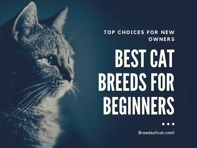 Best Cat Breeds for Beginners: Top Choices for New Owners