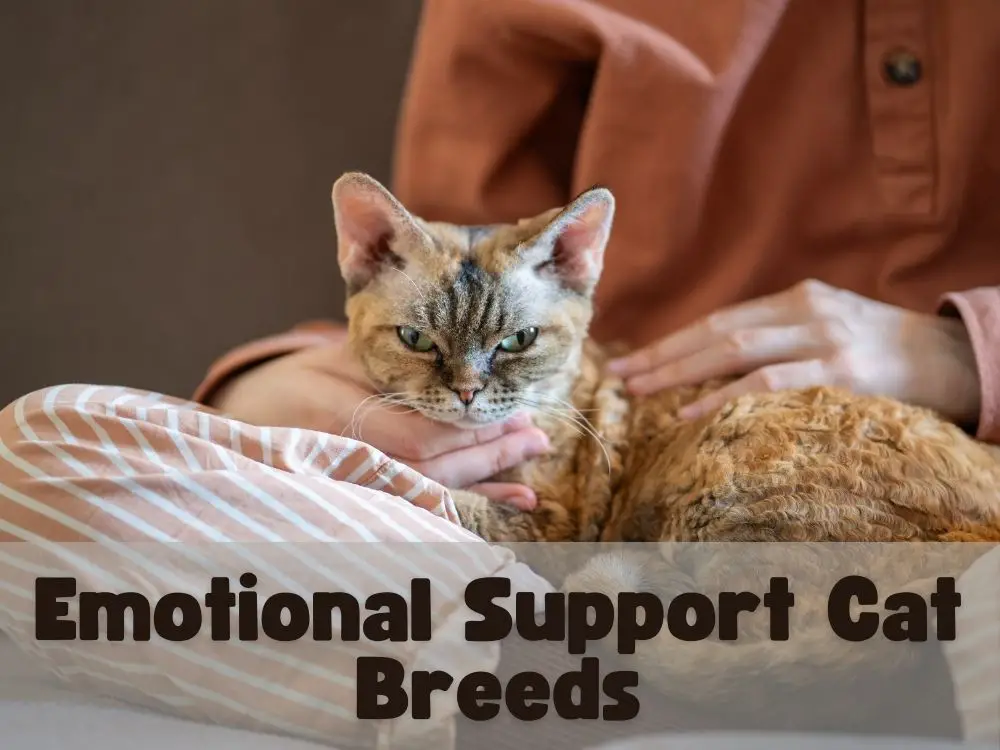 Emotional Support Cat Breeds