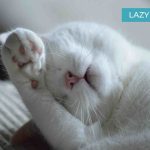 Lazy Cat Breeds