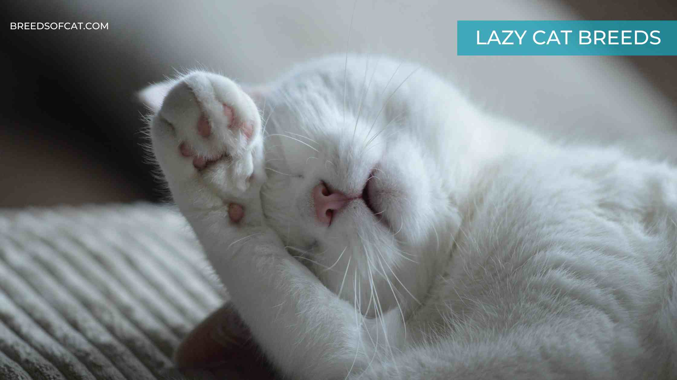 Lazy Cat Breeds